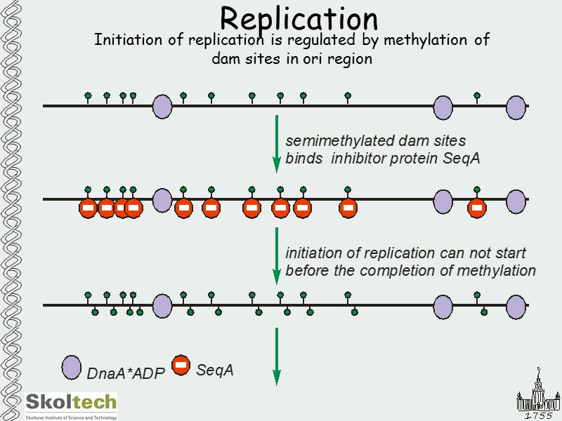 Replication Initiation of replication is regulated by methylation of dam sites in ori region
